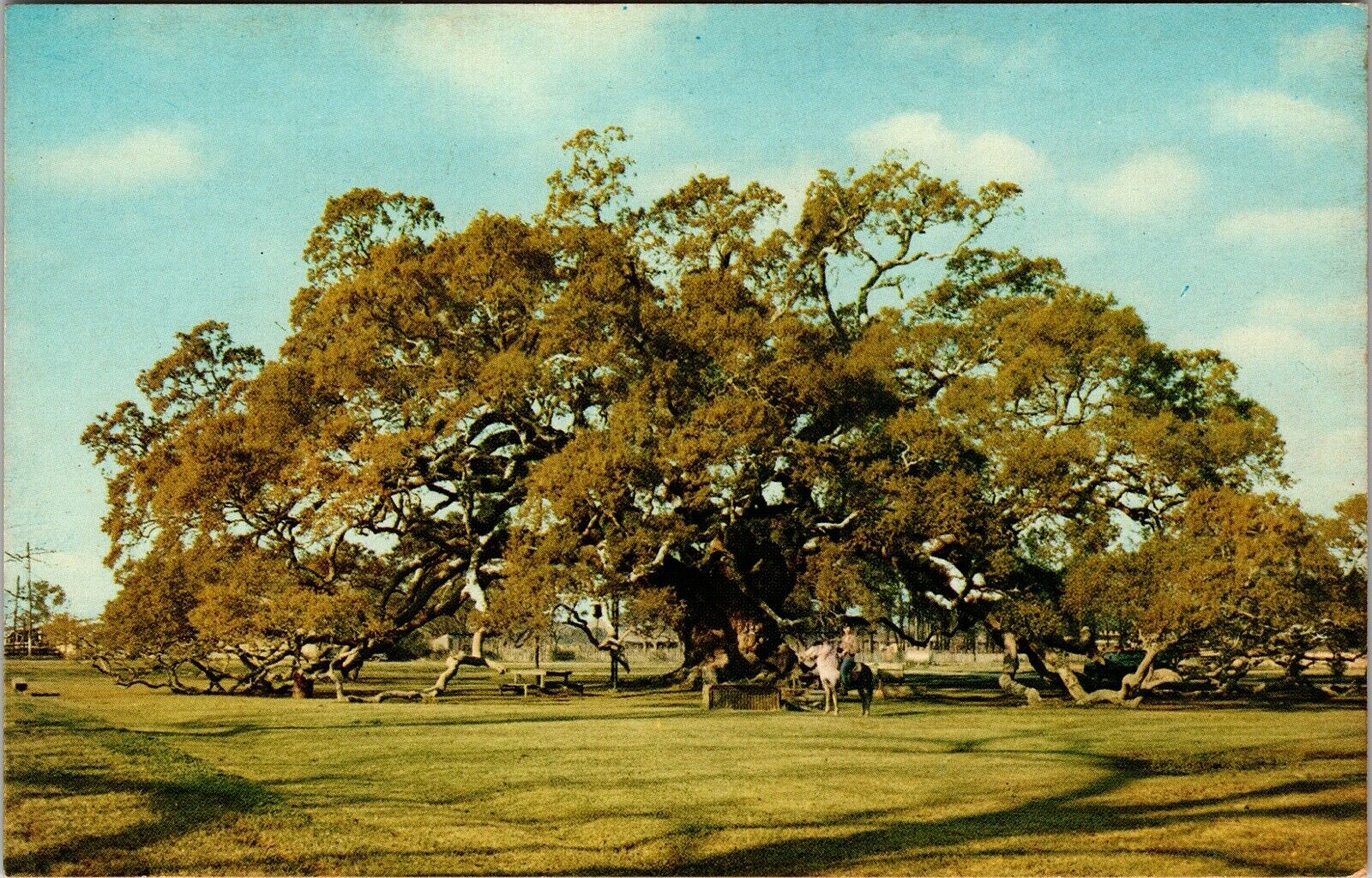 Locke Breaux Live Oldest Oak Tree River Rd Taft Louisiana  Vtg Chrome Postcard