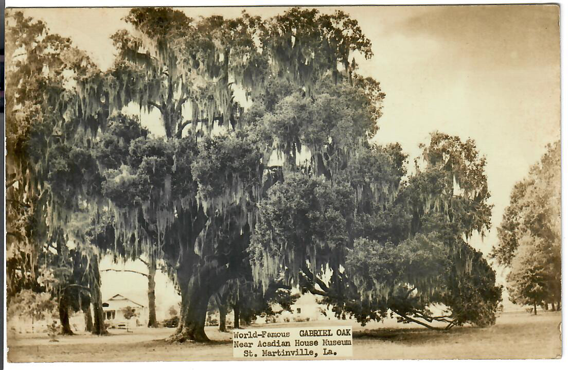 Vintage World Famous Gabriel Oak St. Martinville, La Postcard, Unposted 1940-50s